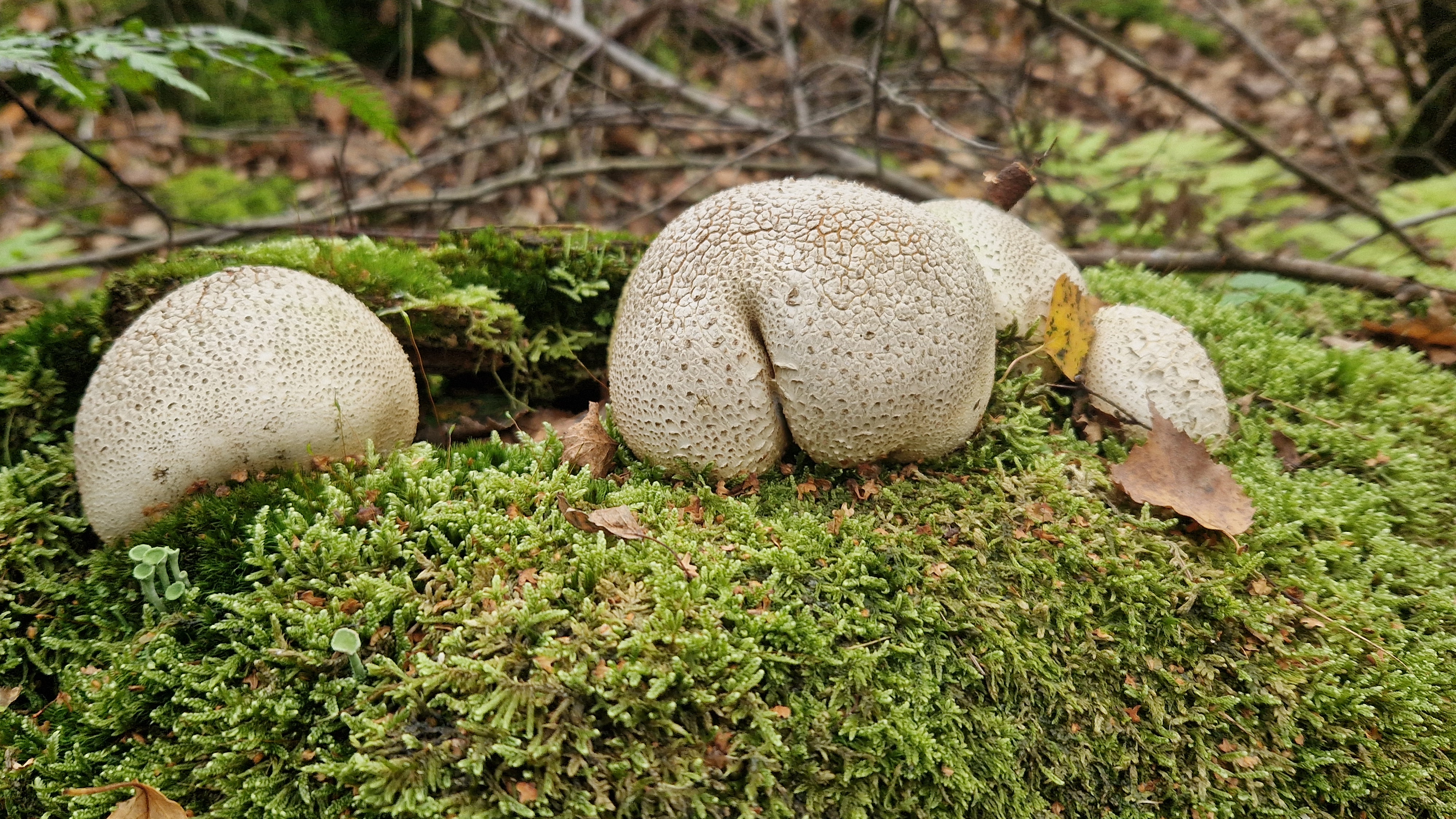 Walderlebnis 4m 2 24-25